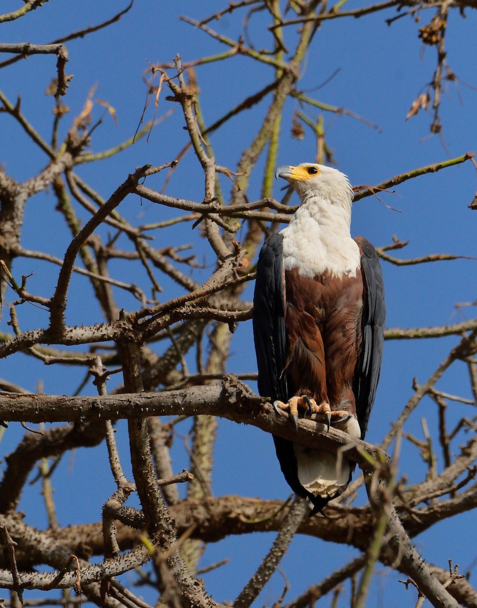 African Fish-Eagle - ML616580799
