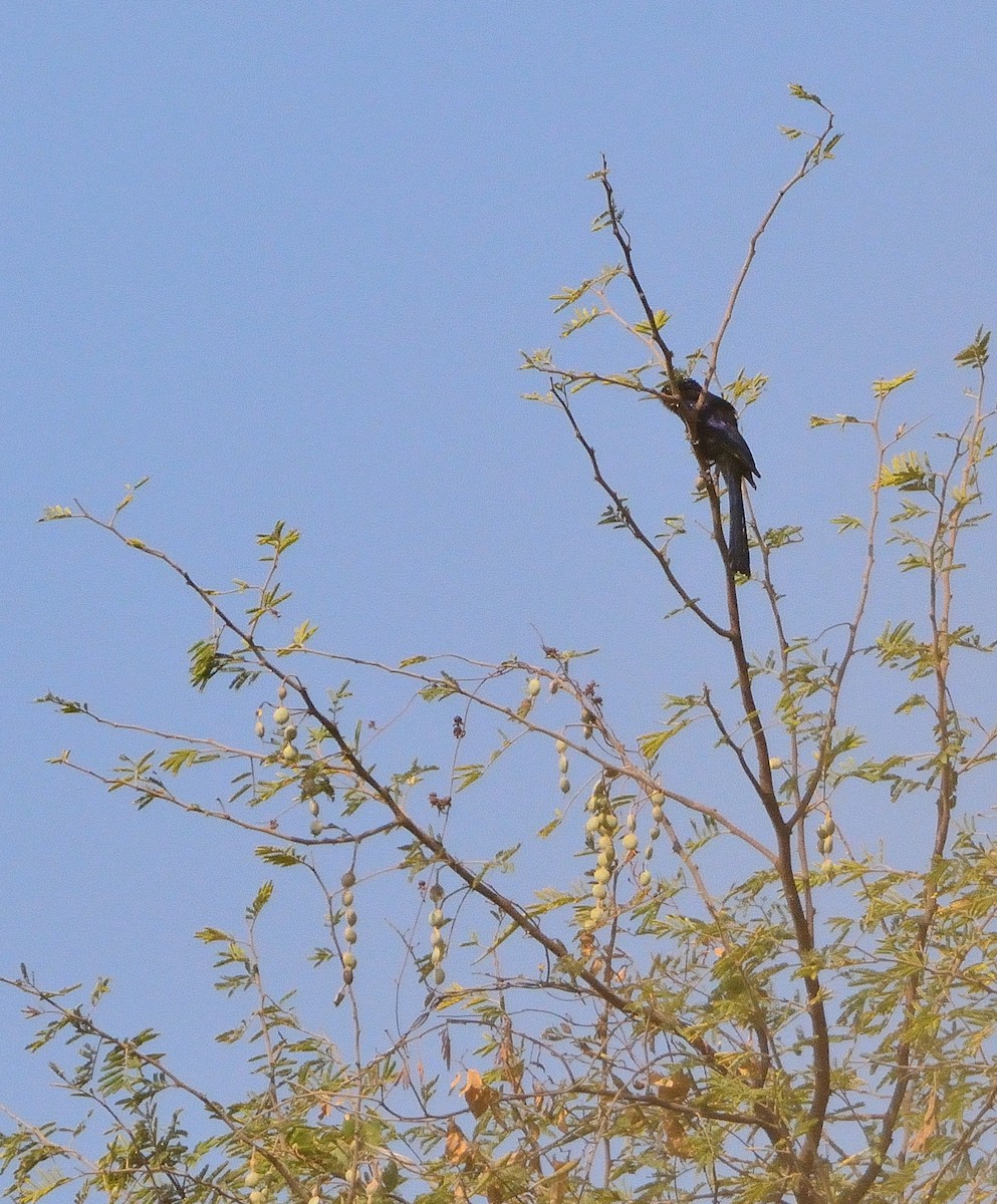 Black Scimitarbill - Carlos Alberto Ramírez