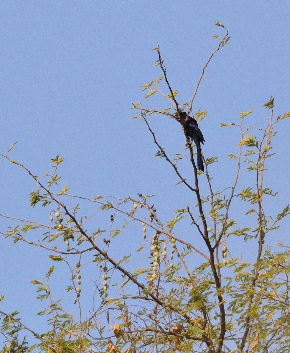 Black Scimitarbill - ML616580807