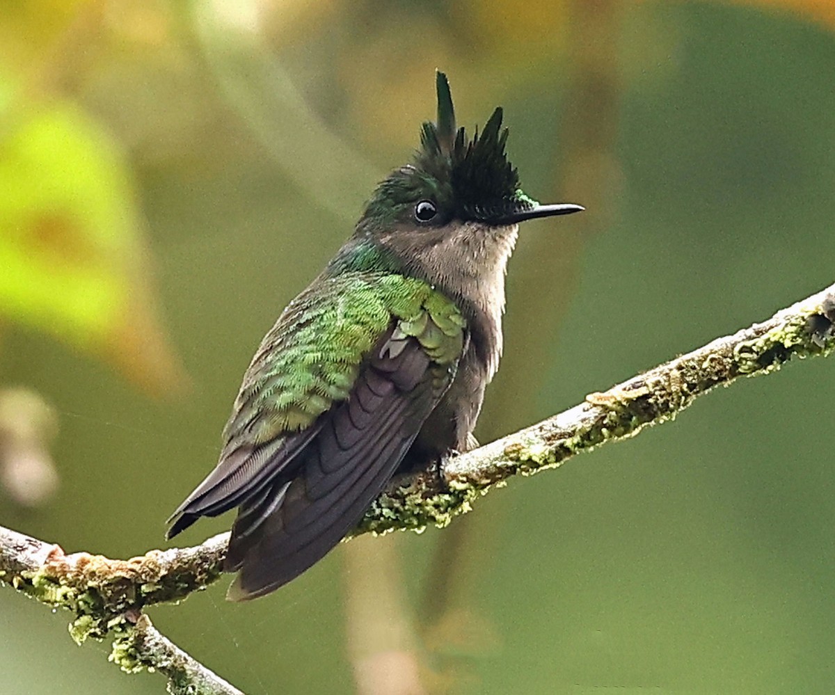 kolibřík chocholatý (ssp. exilis) - ML616580824