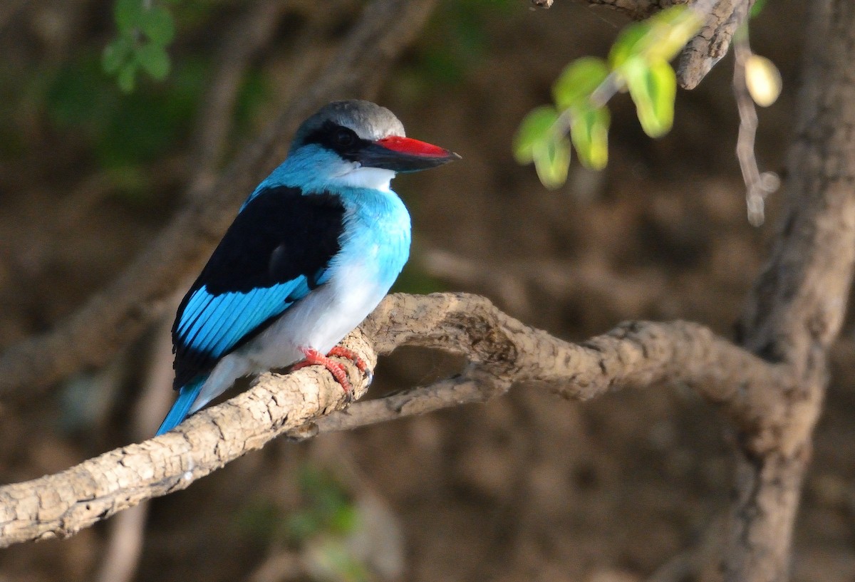 Blue-breasted Kingfisher - ML616580849