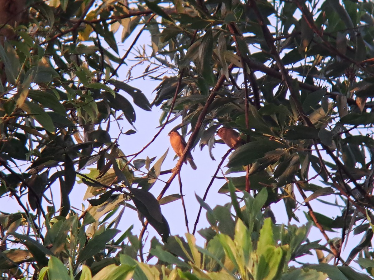 Brahminy Starling - ML616580928