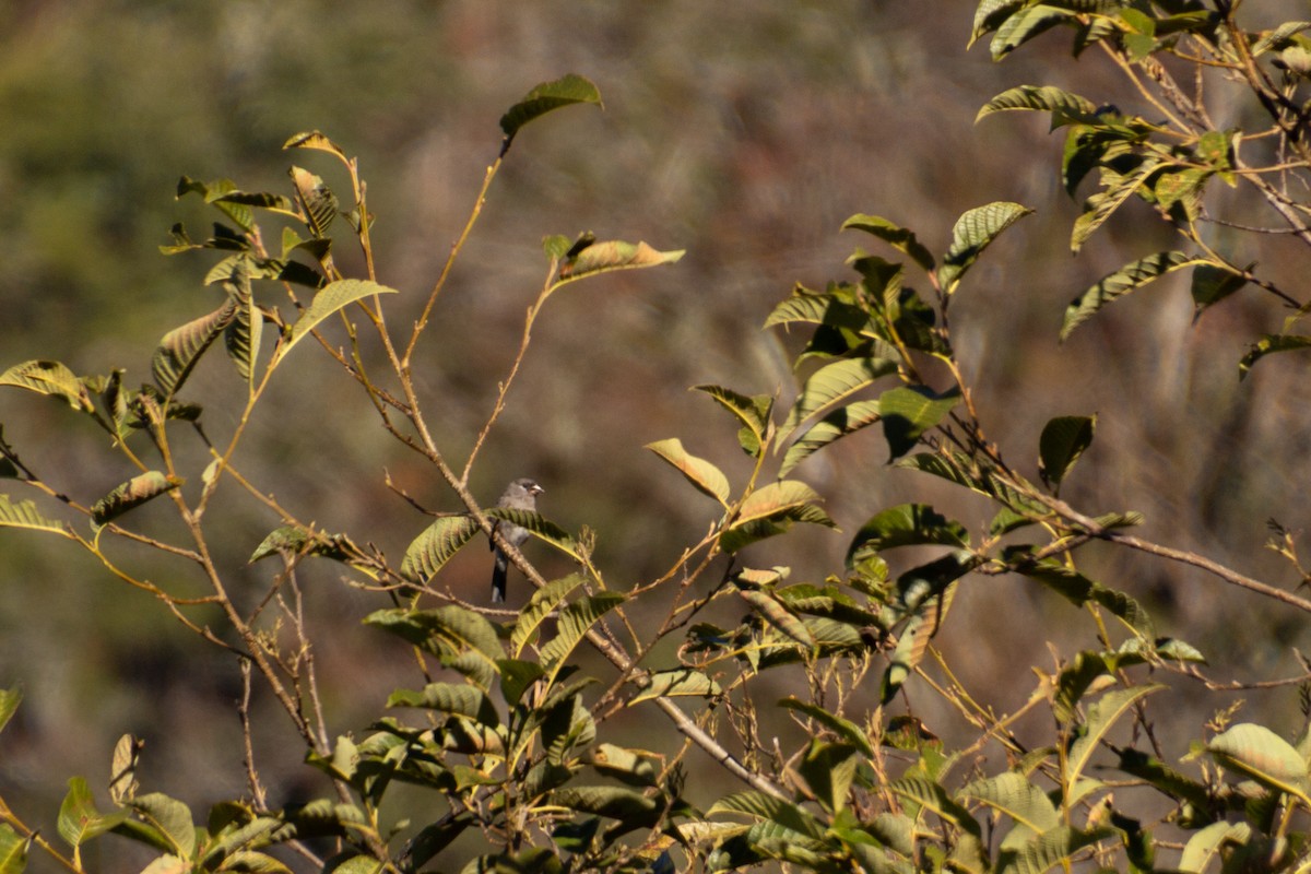 Brown Bullfinch - Tarun Menon