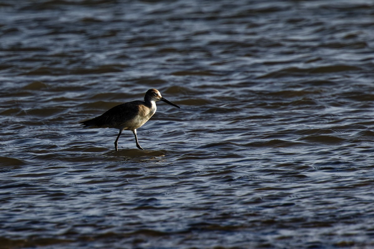 Willet - Doug  Ward