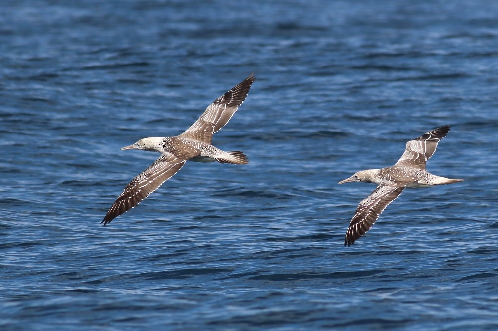 Australasian Gannet - ML616580999