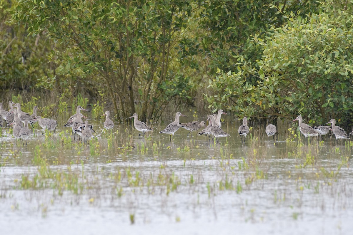 Black-tailed Godwit - ML616581010