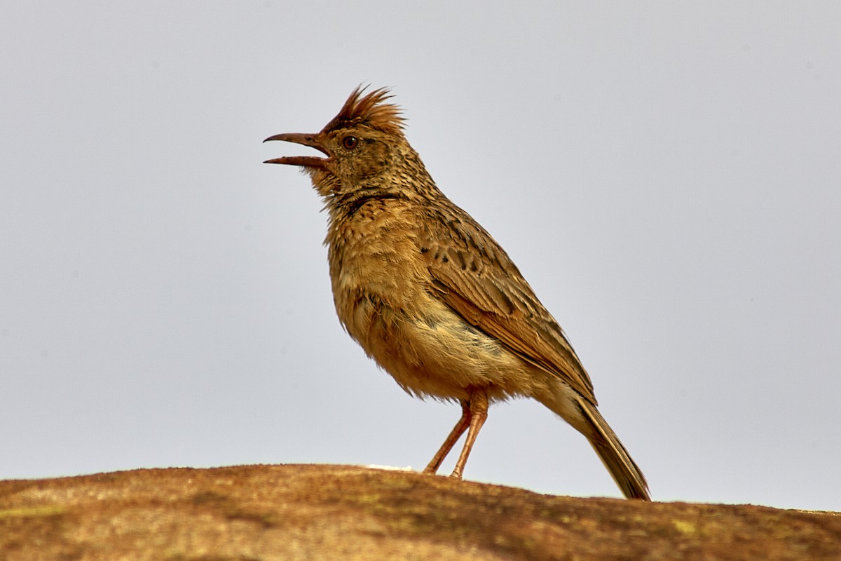 Rufous-naped Lark - ML616581021