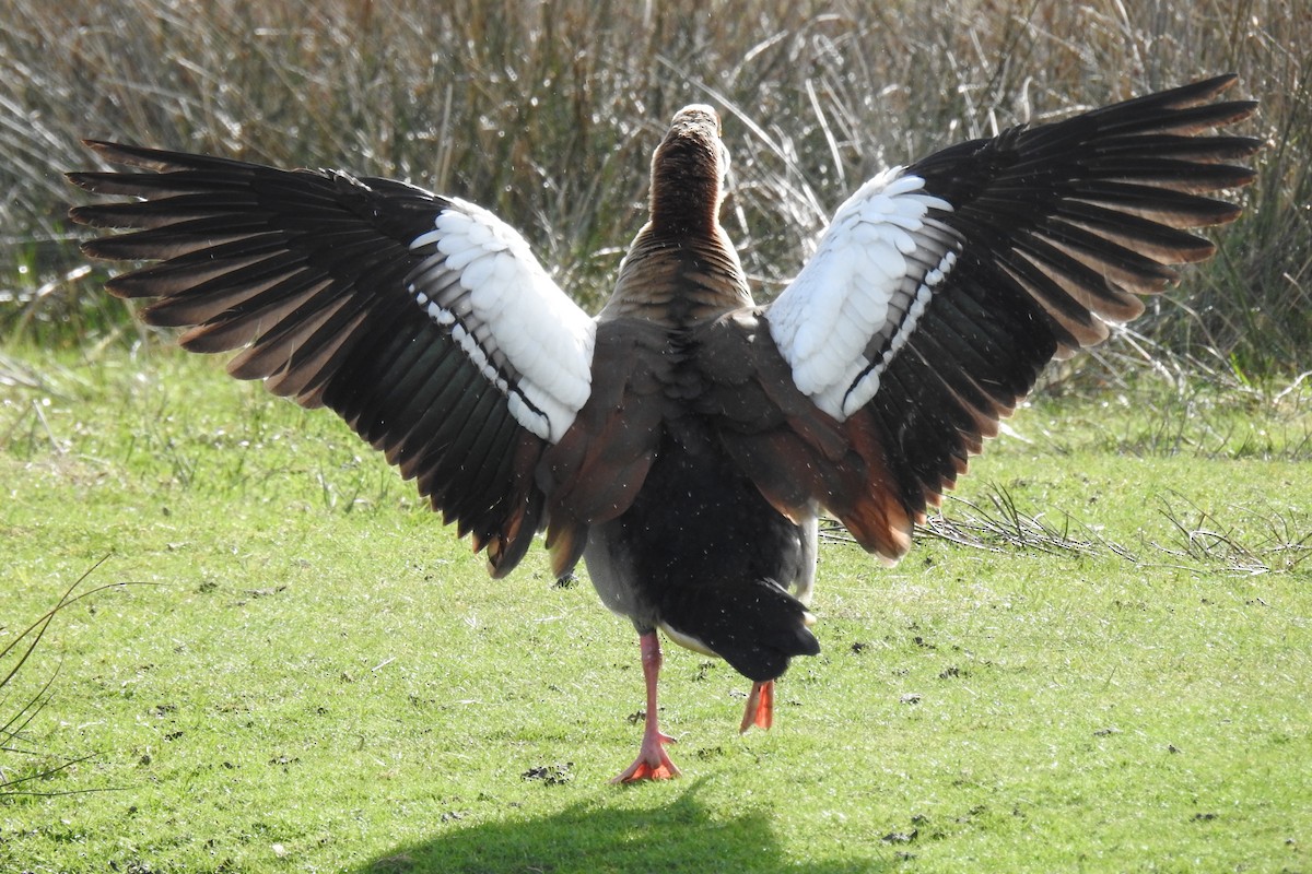 Egyptian Goose - ML616581022