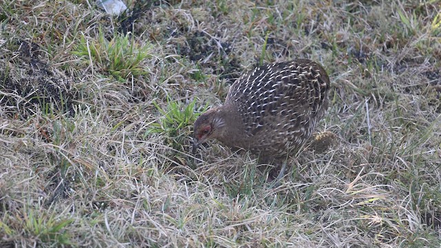 Mikado Pheasant - ML616581030