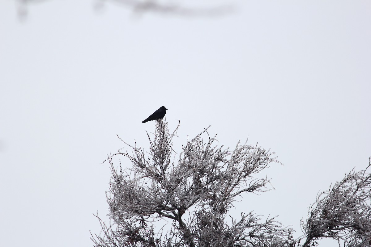 Carrion Crow - Marsh Alphonso