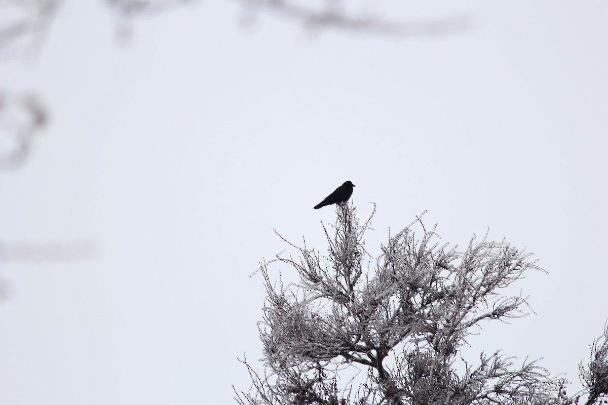 Carrion Crow - Marsh Alphonso