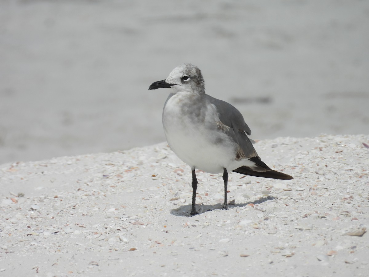 Mouette atricille - ML616581122