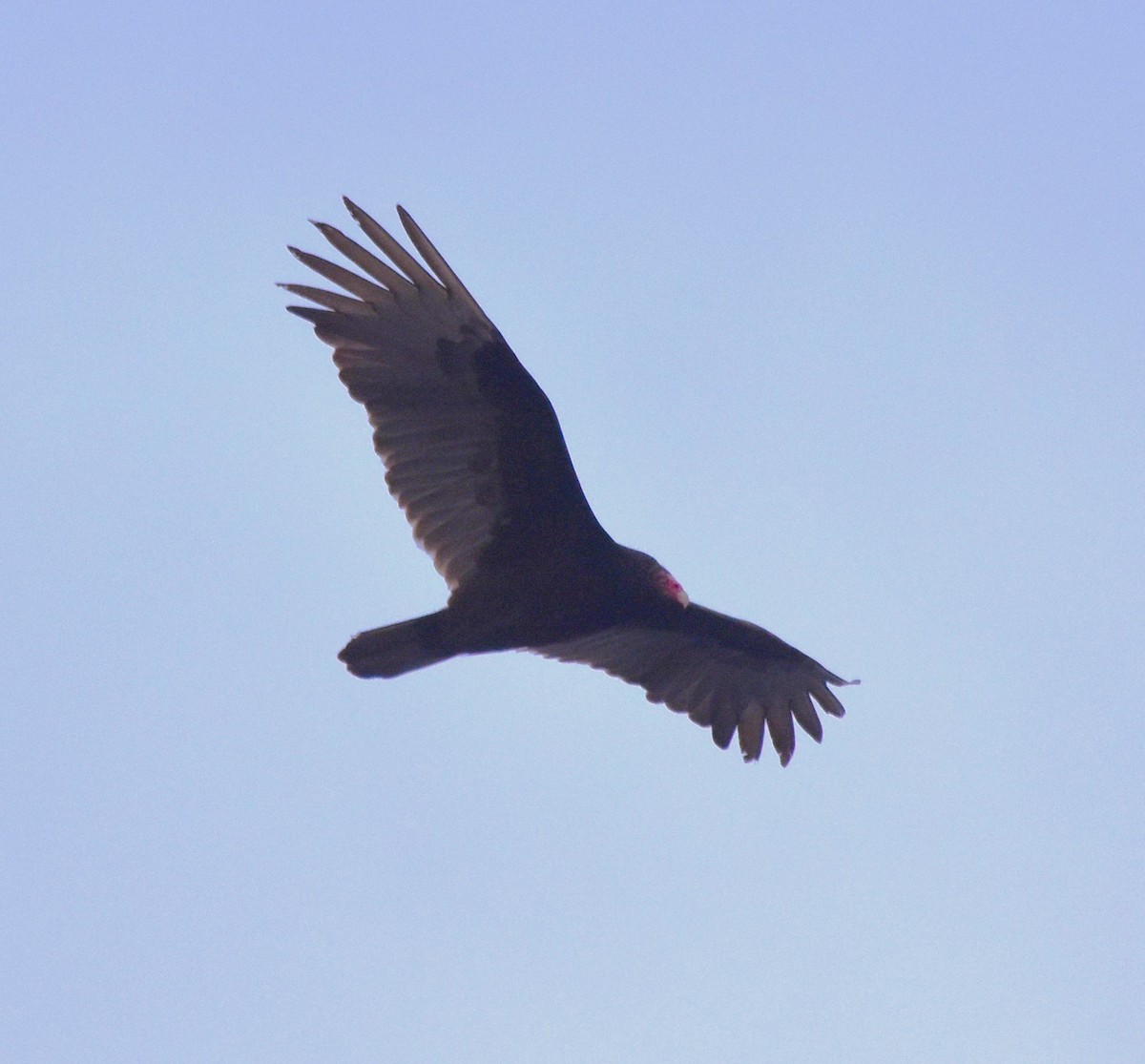Turkey Vulture - ML616581129