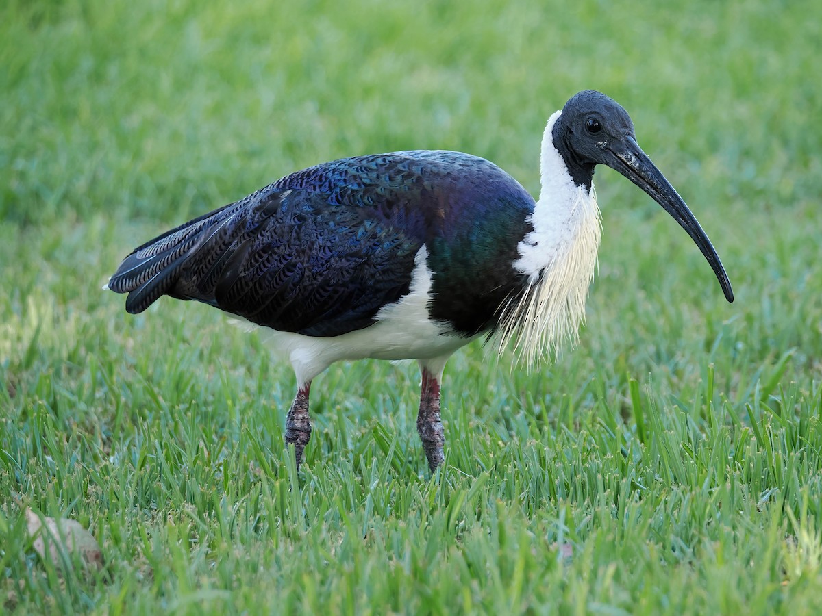 ibis slámokrký - ML616581149