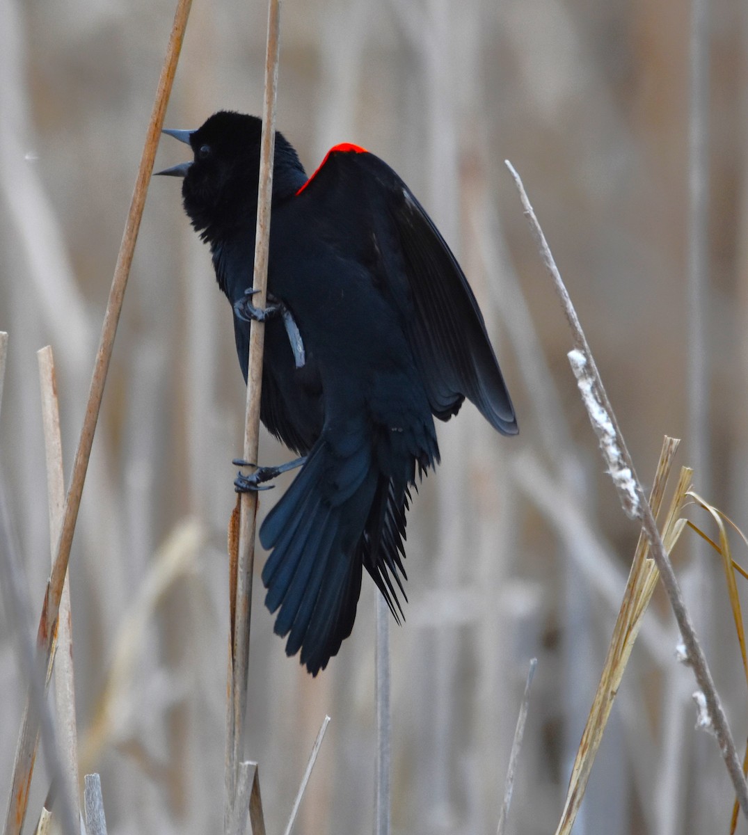 Red-winged Blackbird - ML616581154