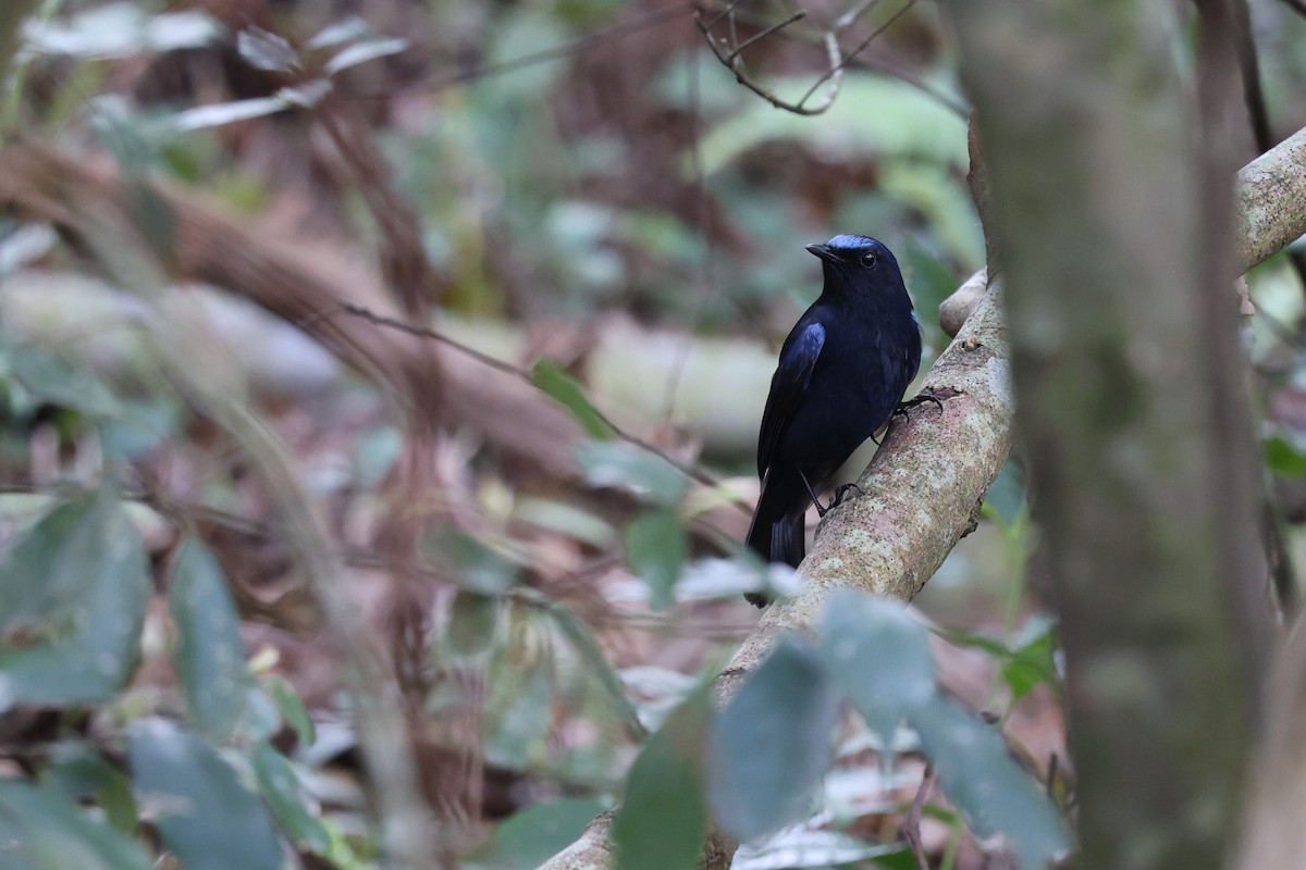 White-tailed Robin (White-tailed) - ML616581161