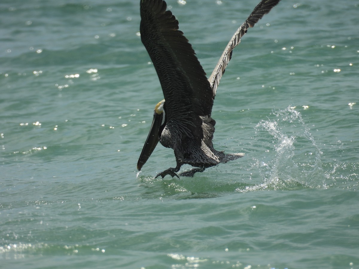 Brown Pelican - ML616581182