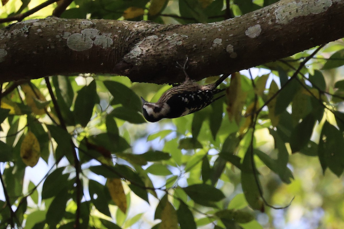 Gray-capped Pygmy Woodpecker - Jian-Long(建龍) WU(吳)