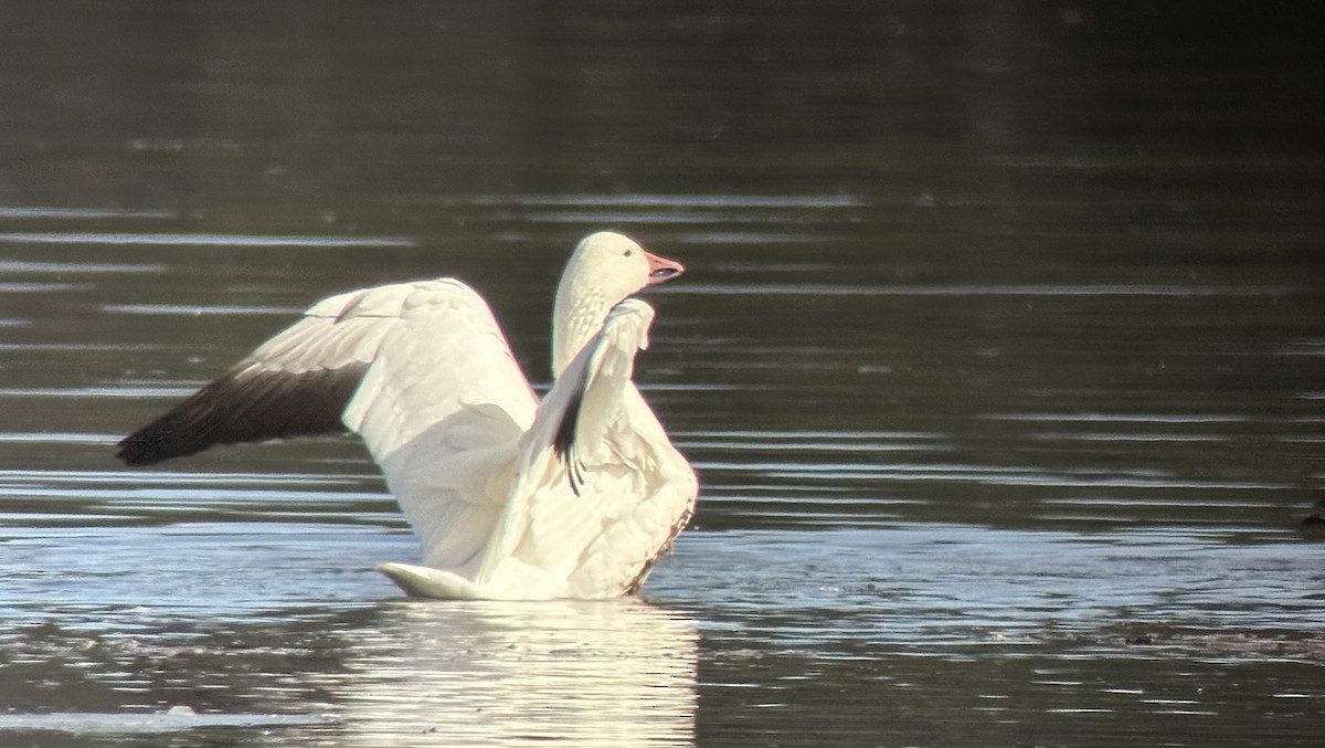 Snow Goose - ML616581229