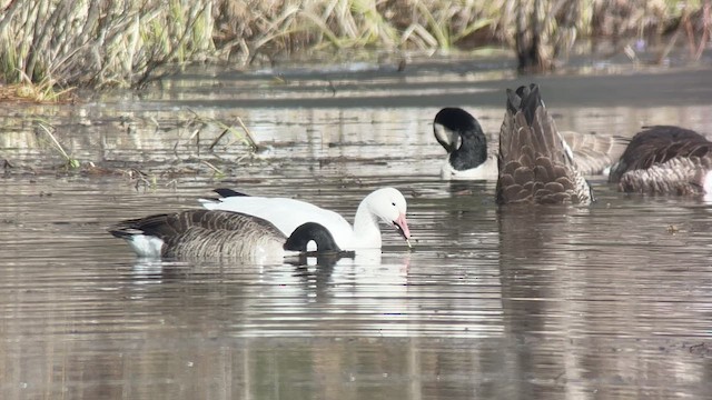 snøgås - ML616581231