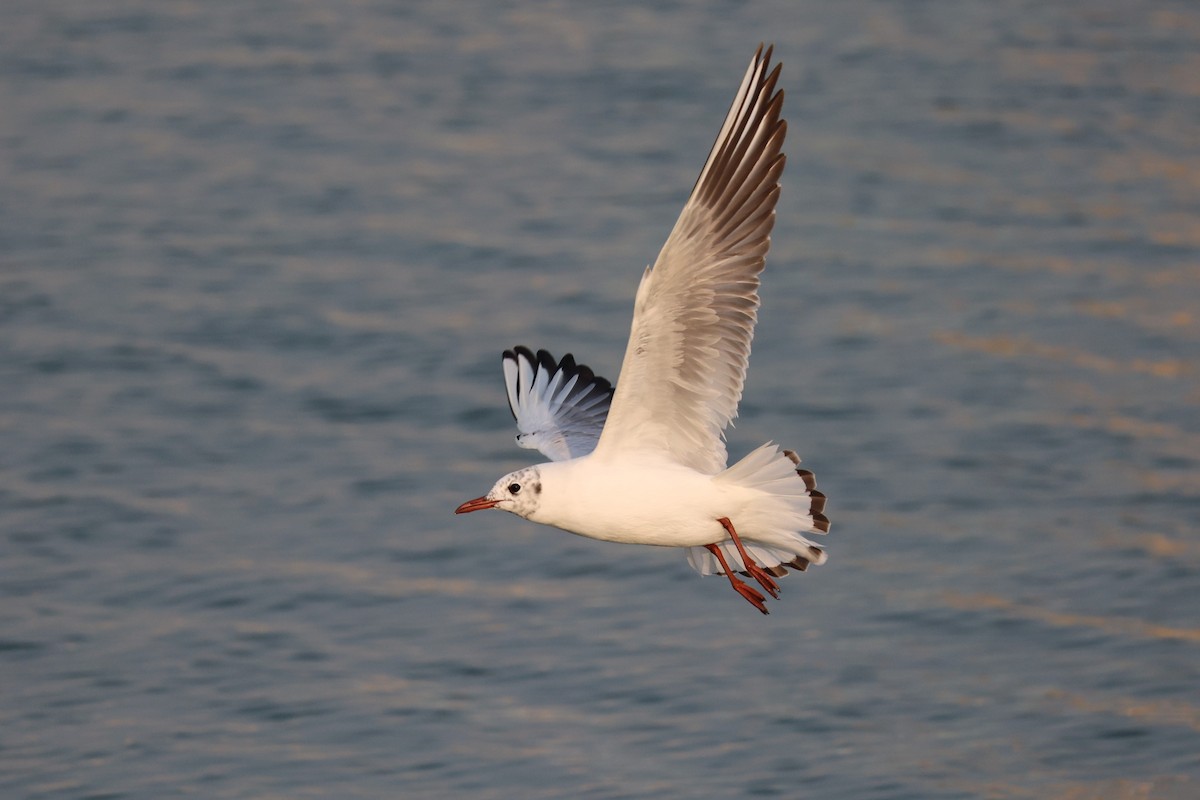 Black-headed Gull - ML616581234