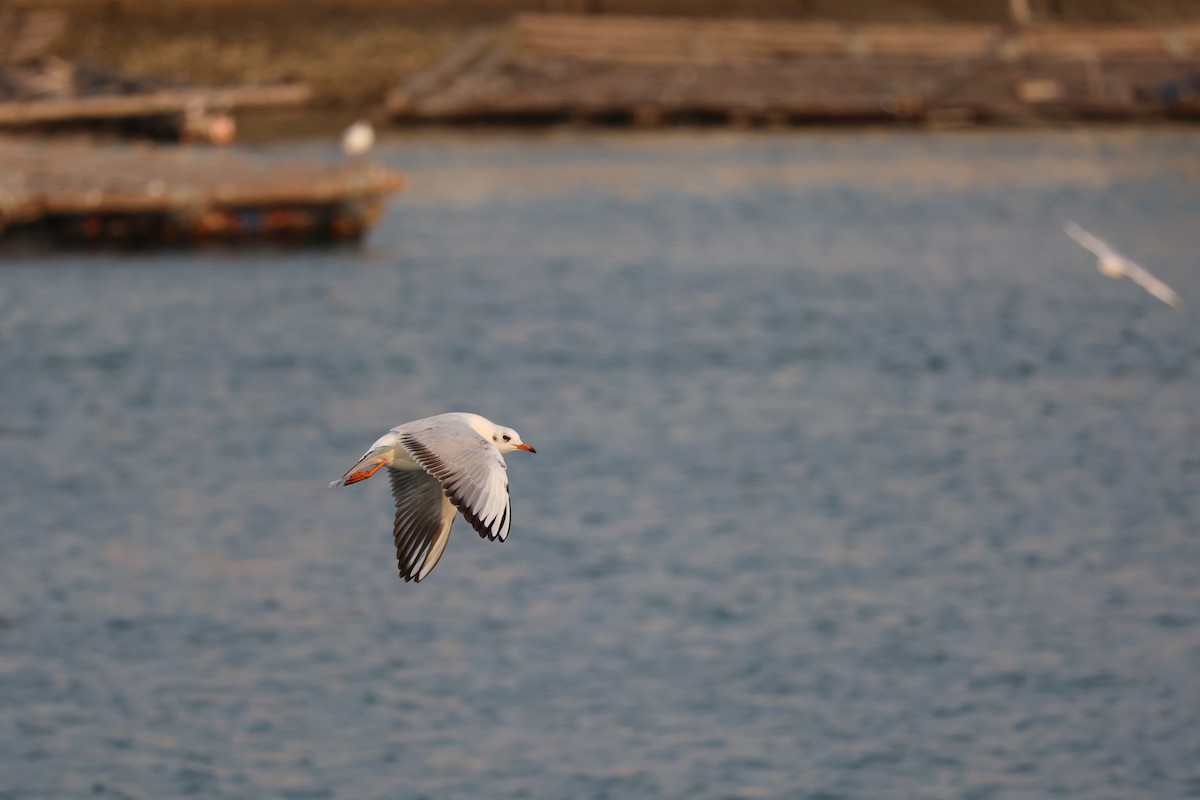 Gaviota Reidora - ML616581235