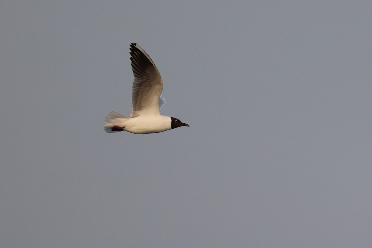 Black-headed Gull - ML616581240