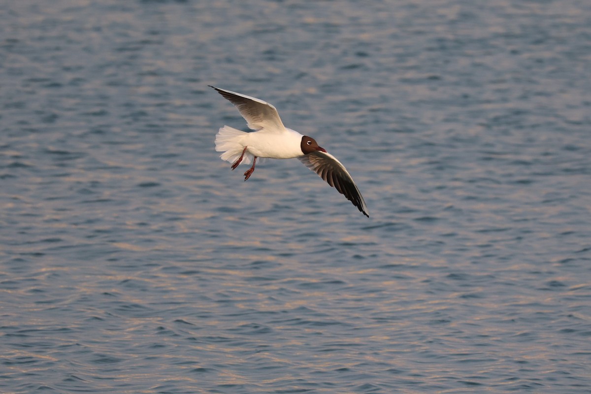 Black-headed Gull - ML616581245