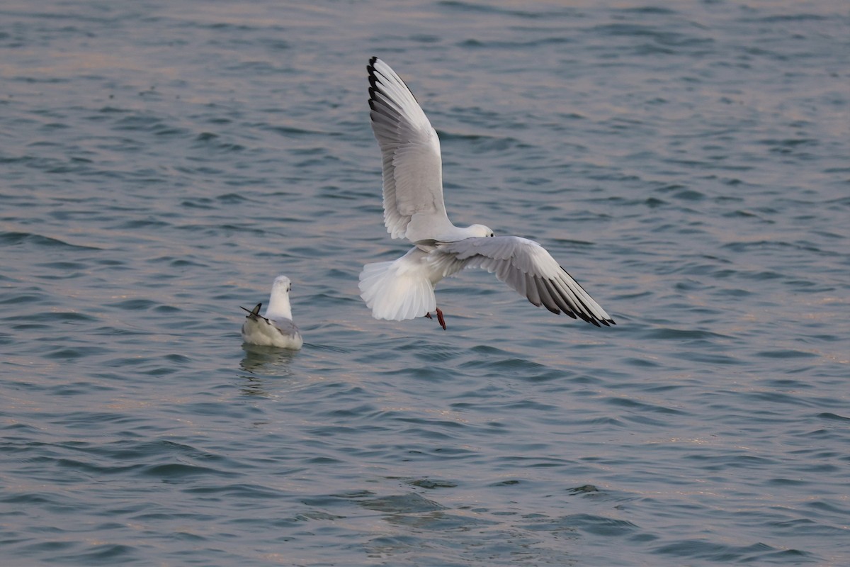 Black-headed Gull - ML616581250