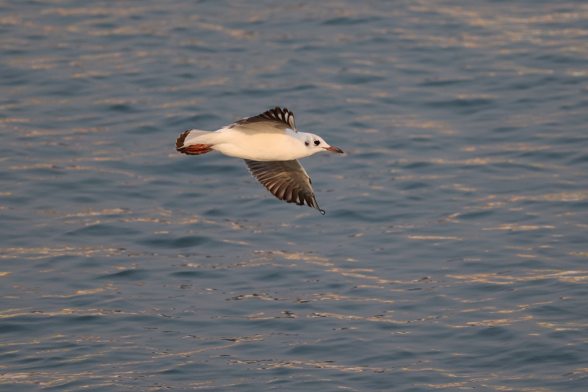 Black-headed Gull - ML616581251