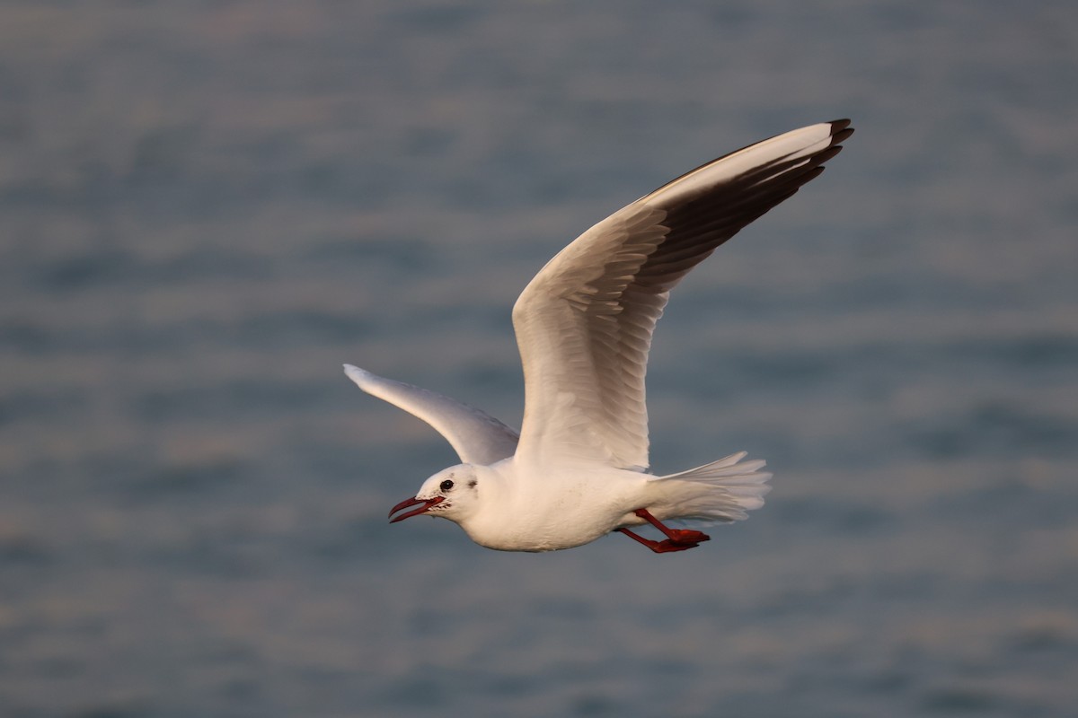 Black-headed Gull - ML616581252