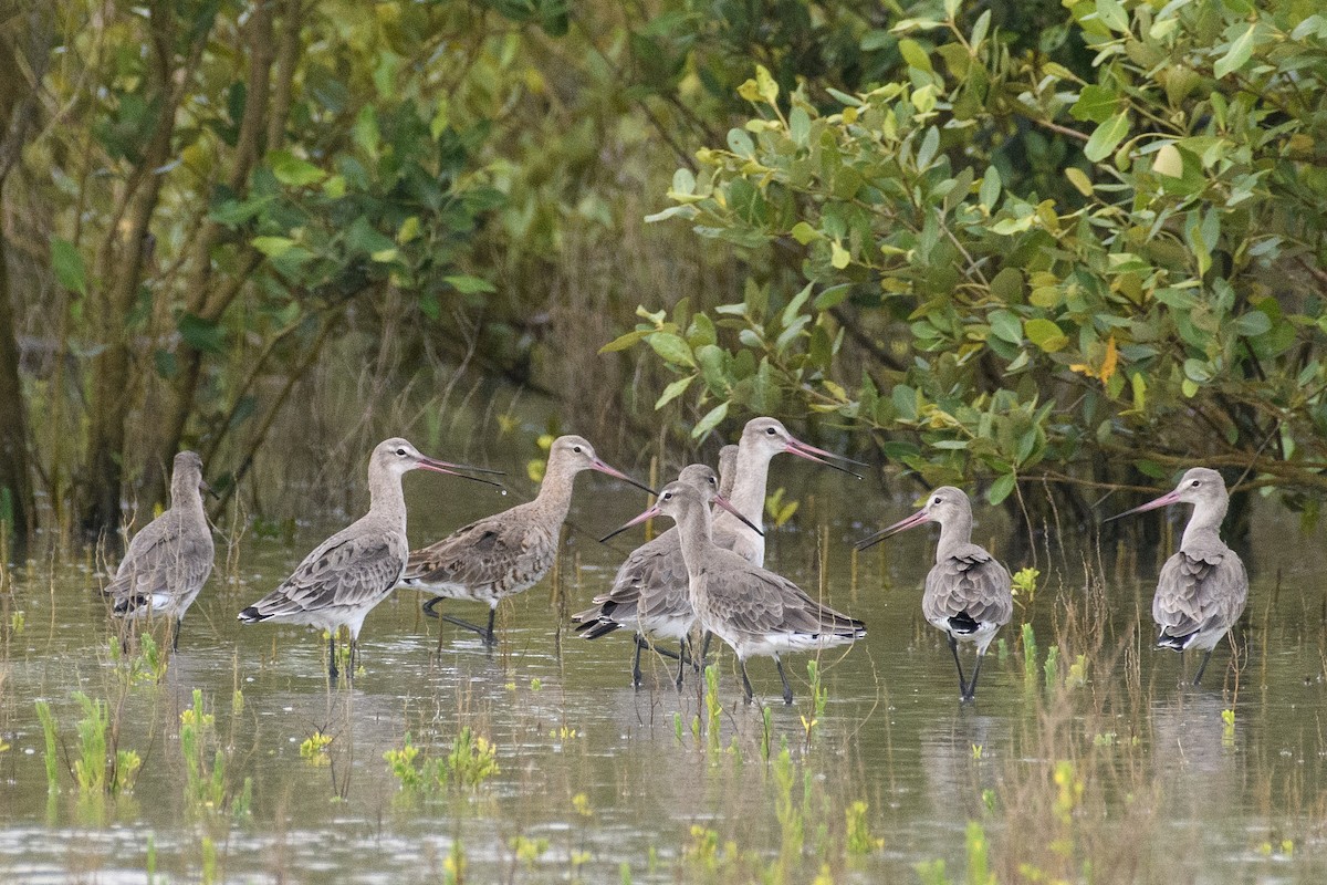 Black-tailed Godwit - ML616581258