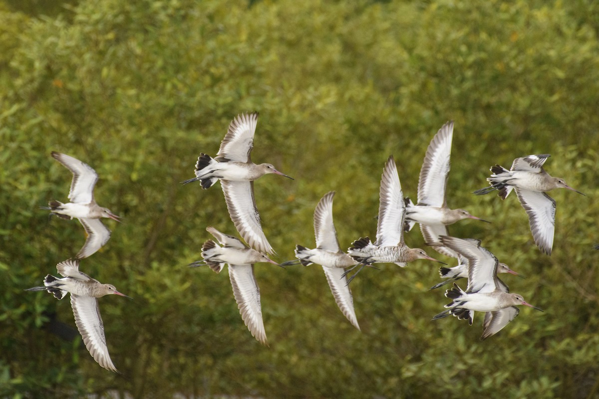 Black-tailed Godwit - ML616581259