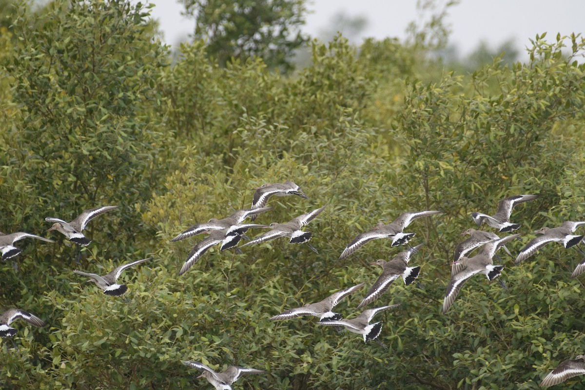 Black-tailed Godwit - ML616581260