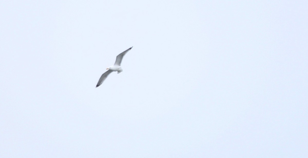 Caspian Gull - Marsh Alphonso