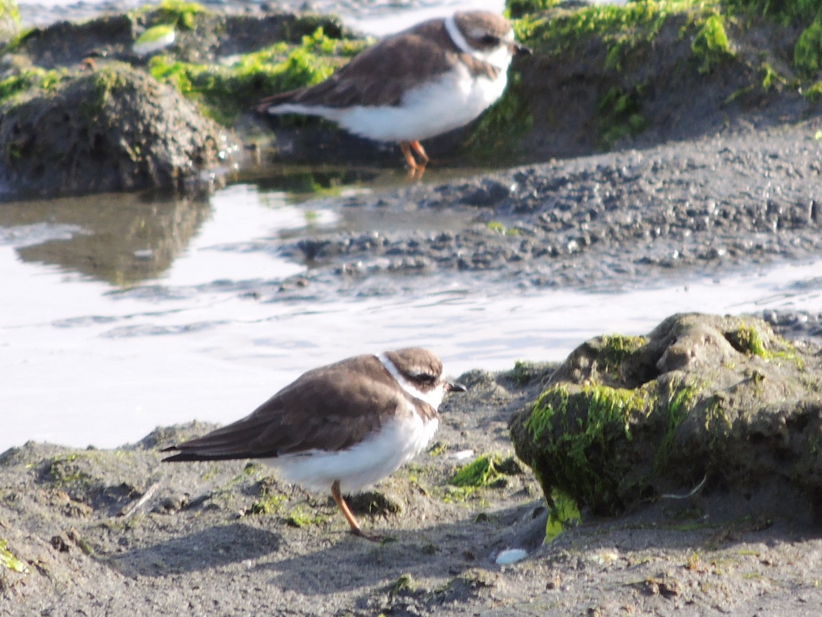 Semipalmated Plover - ML616581336