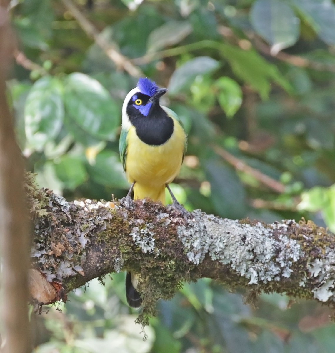 Green Jay (Inca) - ML616581341