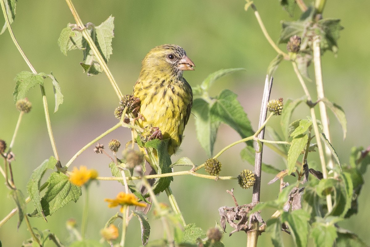 Papyrus Canary - Stéphane  Aubert