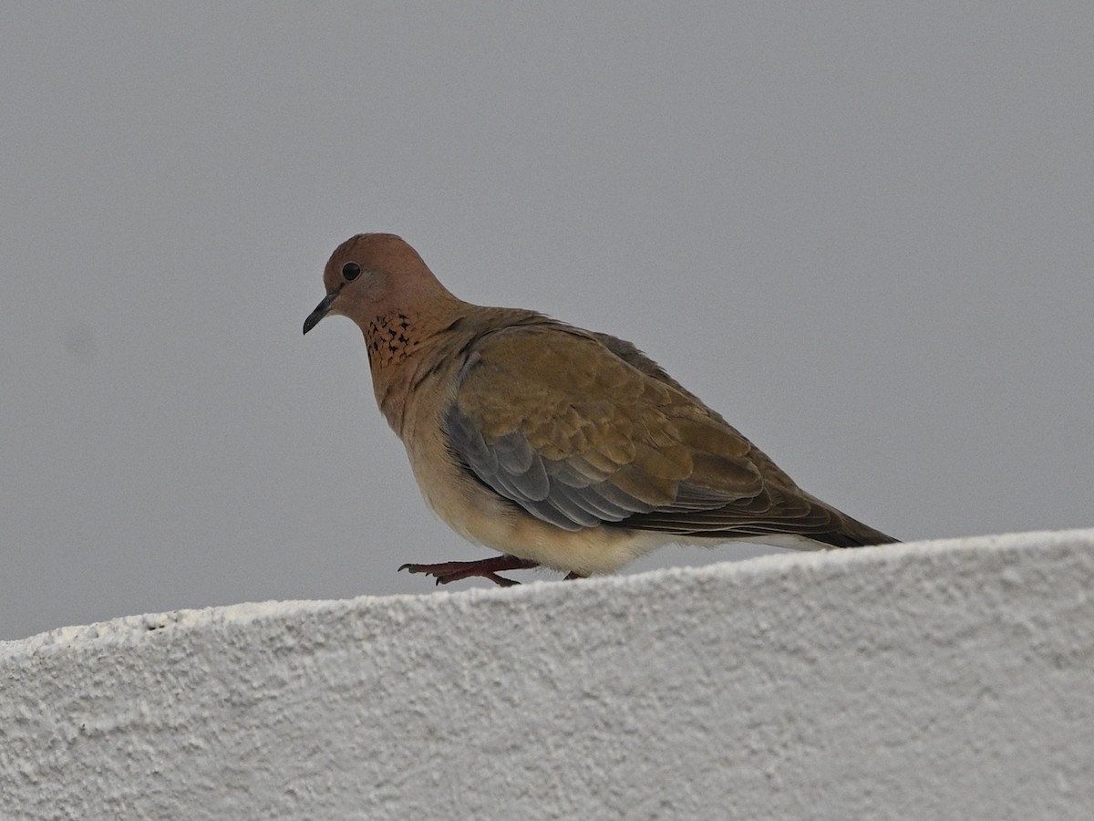 Laughing Dove - ML616581396