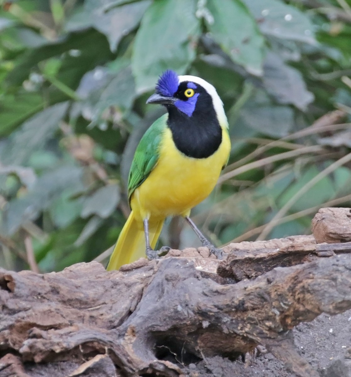 Green Jay (Inca) - ML616581419