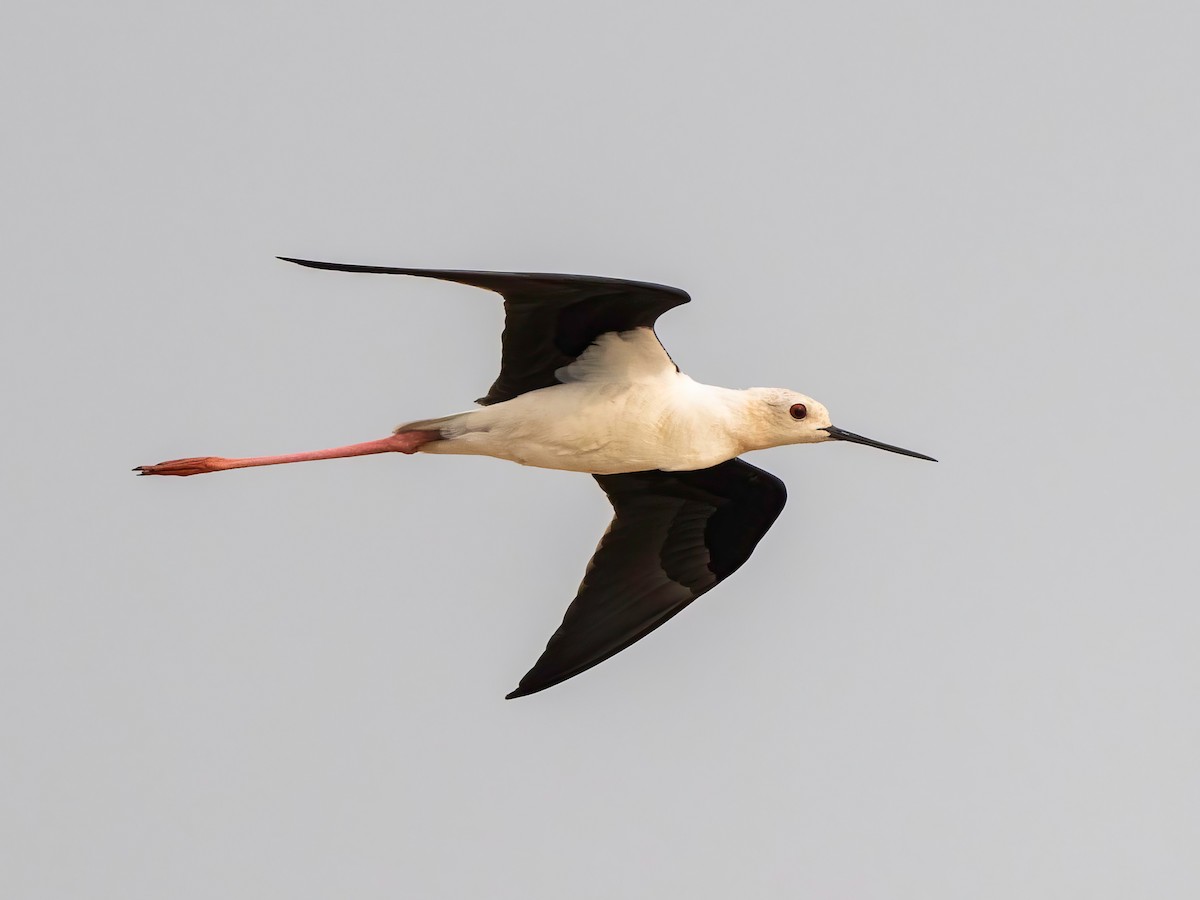 Black-winged Stilt - ML616581429