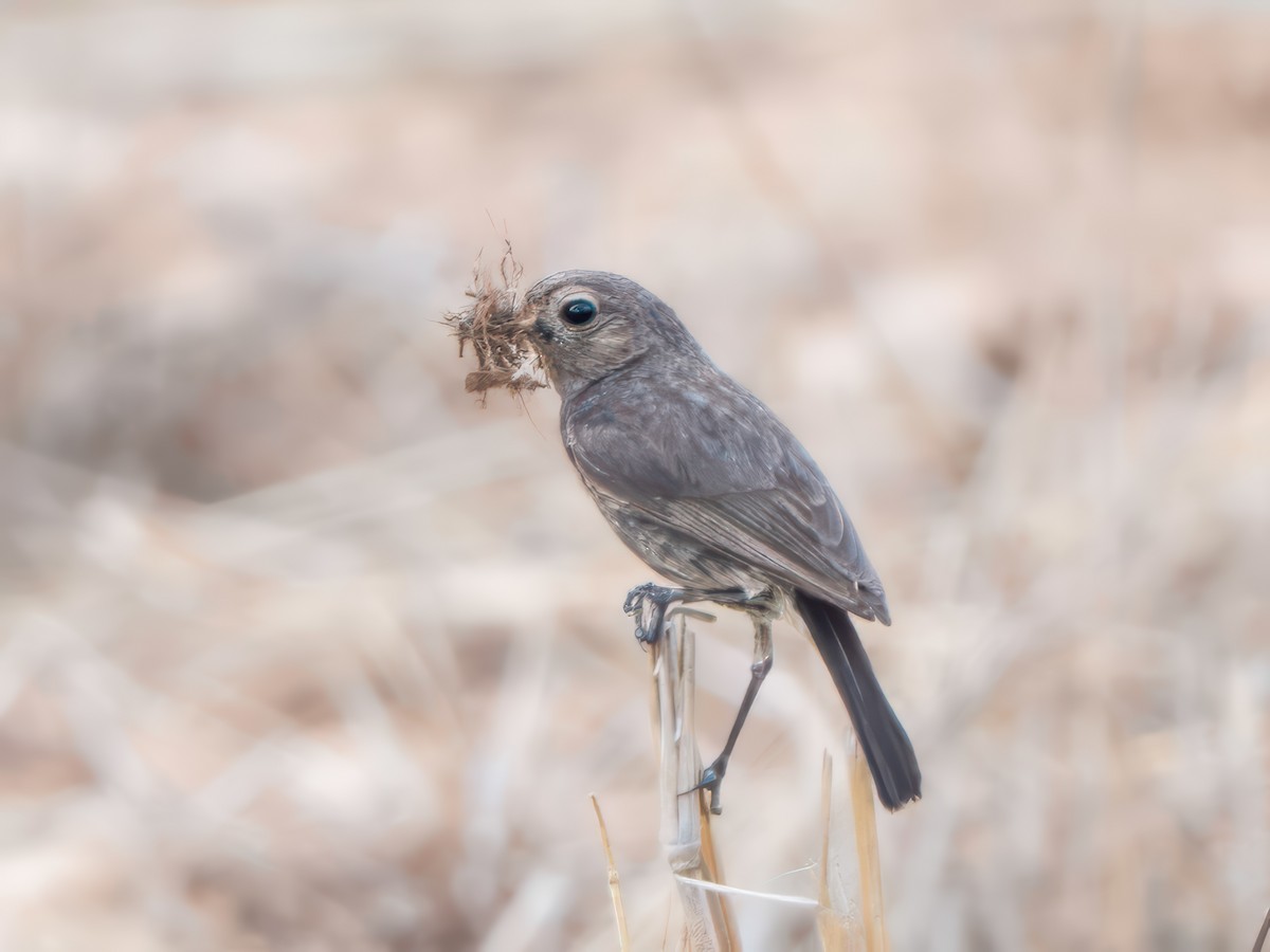 Pied Bushchat - ML616581433