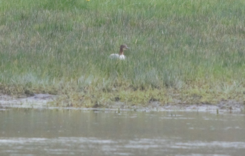 Common Merganser - ML616581444