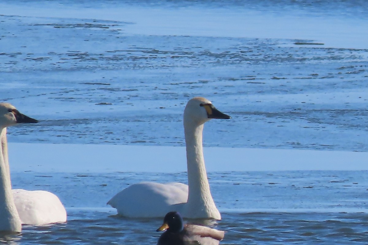 Tundra Swan - ML616581467