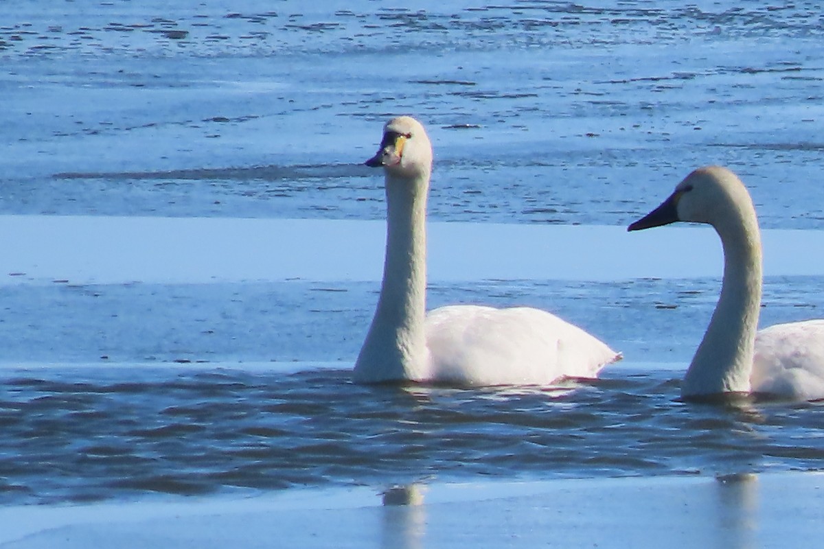 Tundra Swan - ML616581468