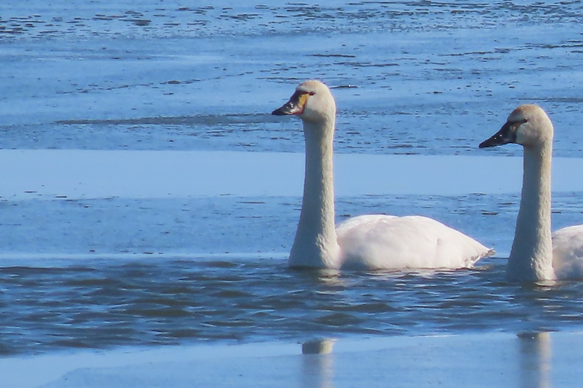 Tundra Swan - ML616581469