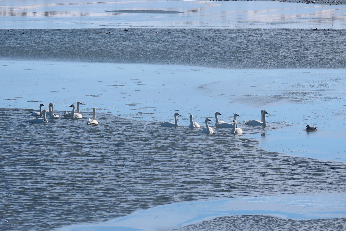 Tundra Swan - ML616581470