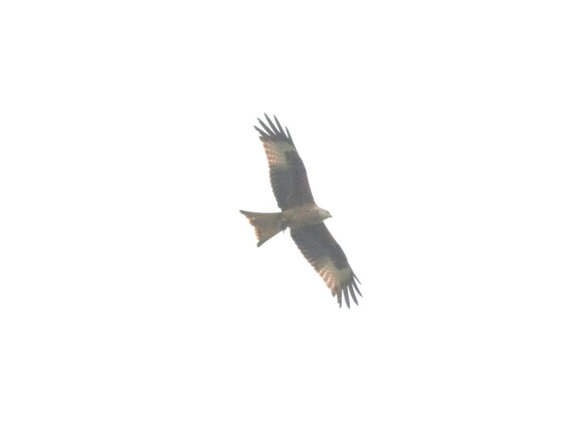 Red Kite - ML616581472