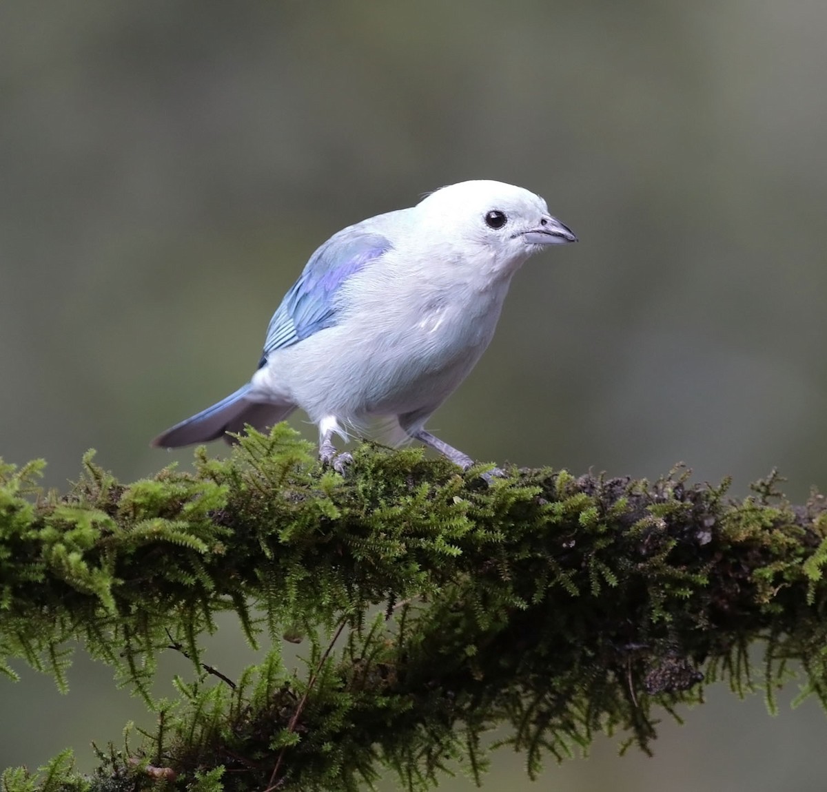 Blue-gray Tanager - ML616581504