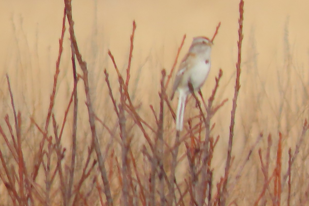 American Tree Sparrow - ML616581531